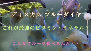 【14】ディスカスが喜ぶフルーツ？！ビタミン・ミネラル与えるならコレだ！