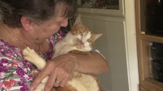 Cat lovers in Pompano Beach face fight with city over 64 pets
