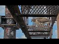 Red-tailed Hawk Fledgling "O2" Eats A Meal Above Nest | July 24, 2025