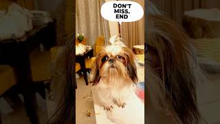 Shih tzu dog hairstyle | super styling | makeover grooming