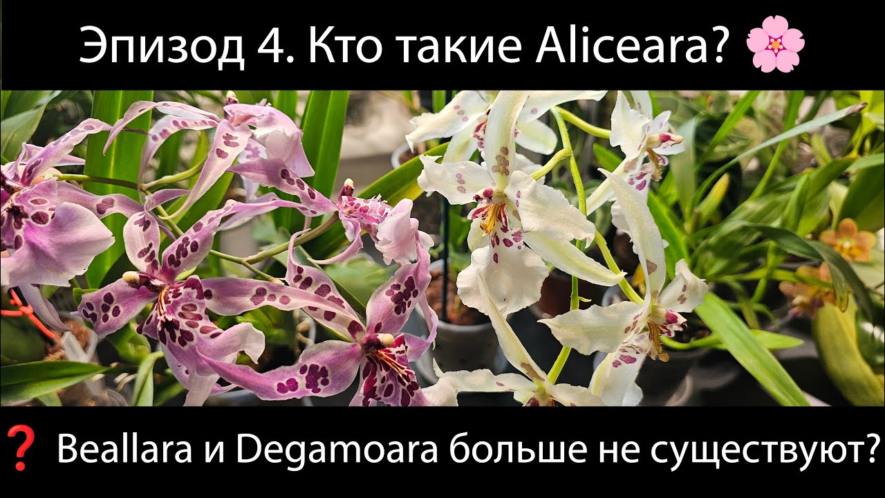 Эпизод 4. Aliceara, Beallara, Degamoara — кто есть кто? Вся правда о гибридах Oncidium!