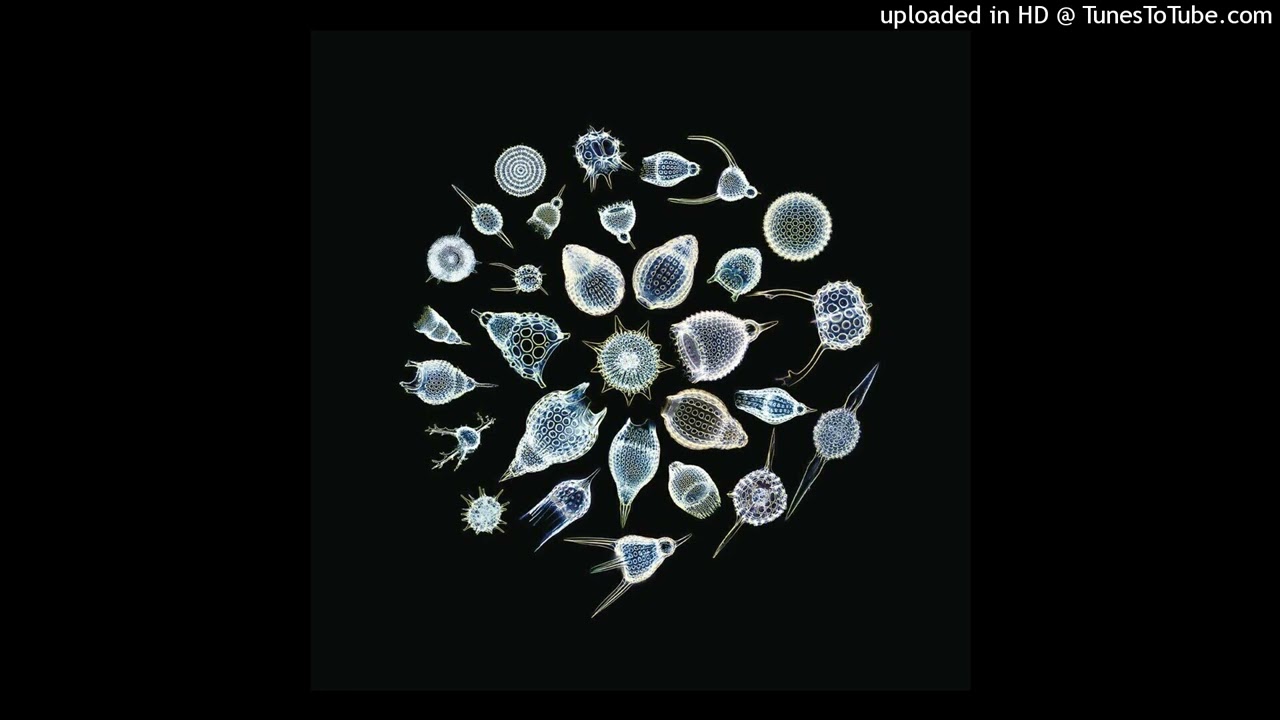 The Sea Nymphs - On The Dry Land