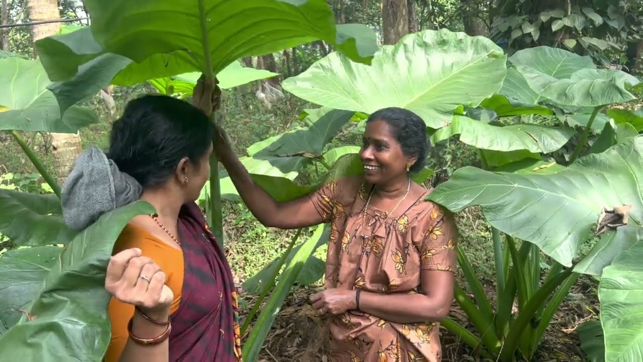 അർബിഫ്രൈ| |How to make  chemb fry |ചേമ്പ്ഫ്രൈ|Colocasia fry |ചോറിനും ചപ്പാത്തിക്കും |