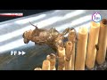Saving Japan’s tortoiseshell dragonflyーNHK WORLD-JAPAN NEWS