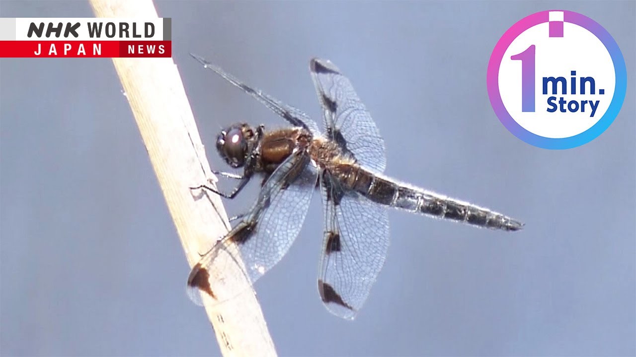 Saving Japan’s tortoiseshell dragonflyーNHK WORLD-JAPAN NEWS