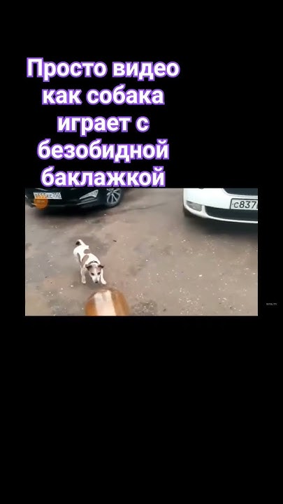 собака играет с безобидной баклажкой#подпишись #мем #машина #музыка # ...