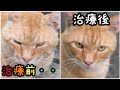野良猫のモカの可愛い顔が戻ってきました
