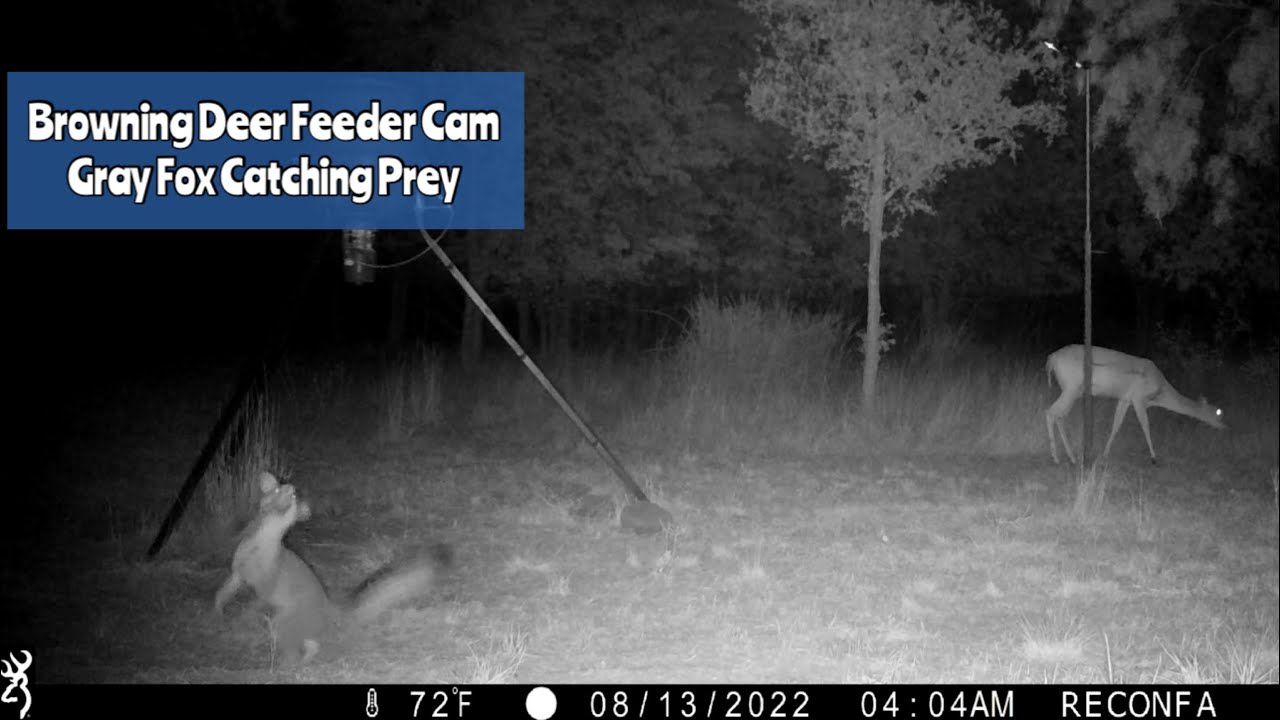 Deer Feeder Cam Browning Recon Force Advantage Trail Camera Video