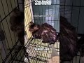 Ekspresi berbeda kedua kucing habis dimandikan