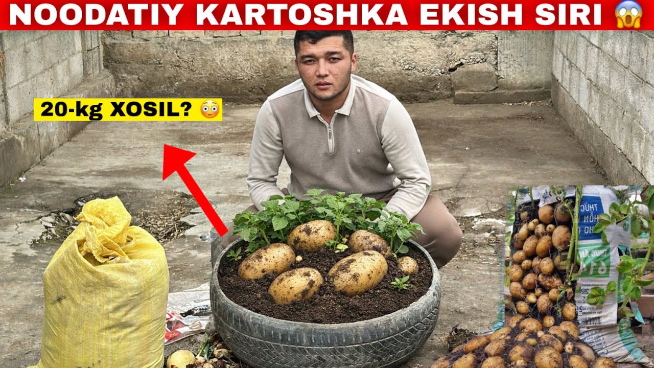 БАЛОНДА КАРТОШКА ЭКИБ 10-20кг ХОСИЛ ОЛИШ СИРИ 😱 КАРТОШКА ЭКИШНИНГ ЯНГИЧА СИРИ!