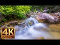 Clear Mountain Stream - Amazing 4K Nature Scene and Nature Sounds - Trailer