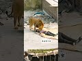 Este León Apareció En La Ciudad, Y No Creerás Lo Que Paso🦁