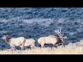 Bull Scouting trip!! 25+ Big Bulls
