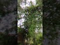 mini vlog Short & Aesthetic :"Caught in a natural vibe 🍃""Peace. Nature.