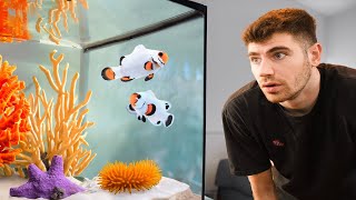 AMAZING Saltwater Fish Room!! [Tour] by George Mavrakis 194,721 views 3 months ago 11 minutes, 46 seconds