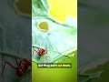 Leafcutter Ants Don’t Eat Leaves !