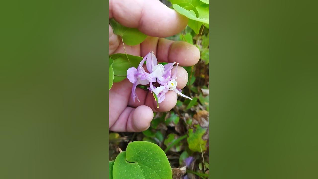 Горянка корейская - Epimedium koreanum 17.05.23 - YouTube