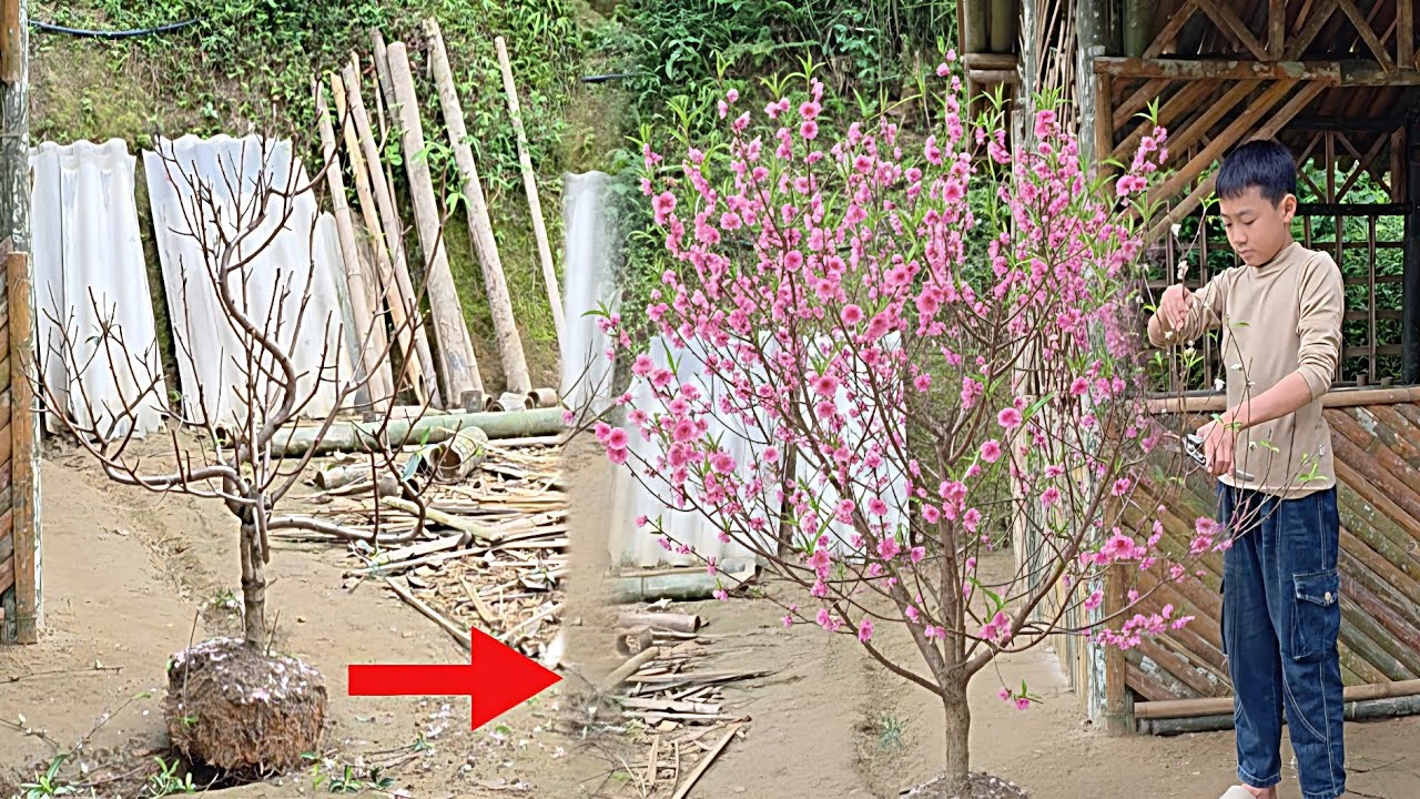 Восстановление заброшенного персикового дерева: Минь приносит домой «сокровище» с обочины дороги,