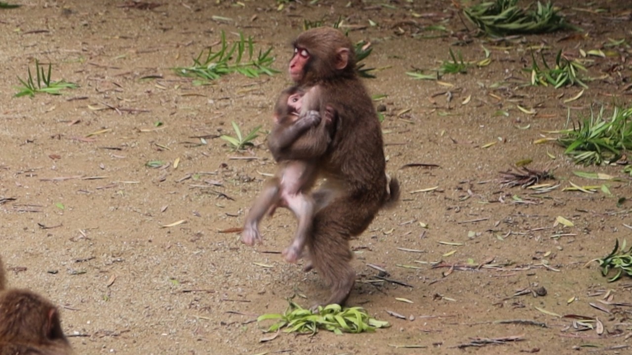 Маленькие Чудеса: Открывая Скрытый Мир Маленьких Обезьянок / monpai monyet baby bibi monkey