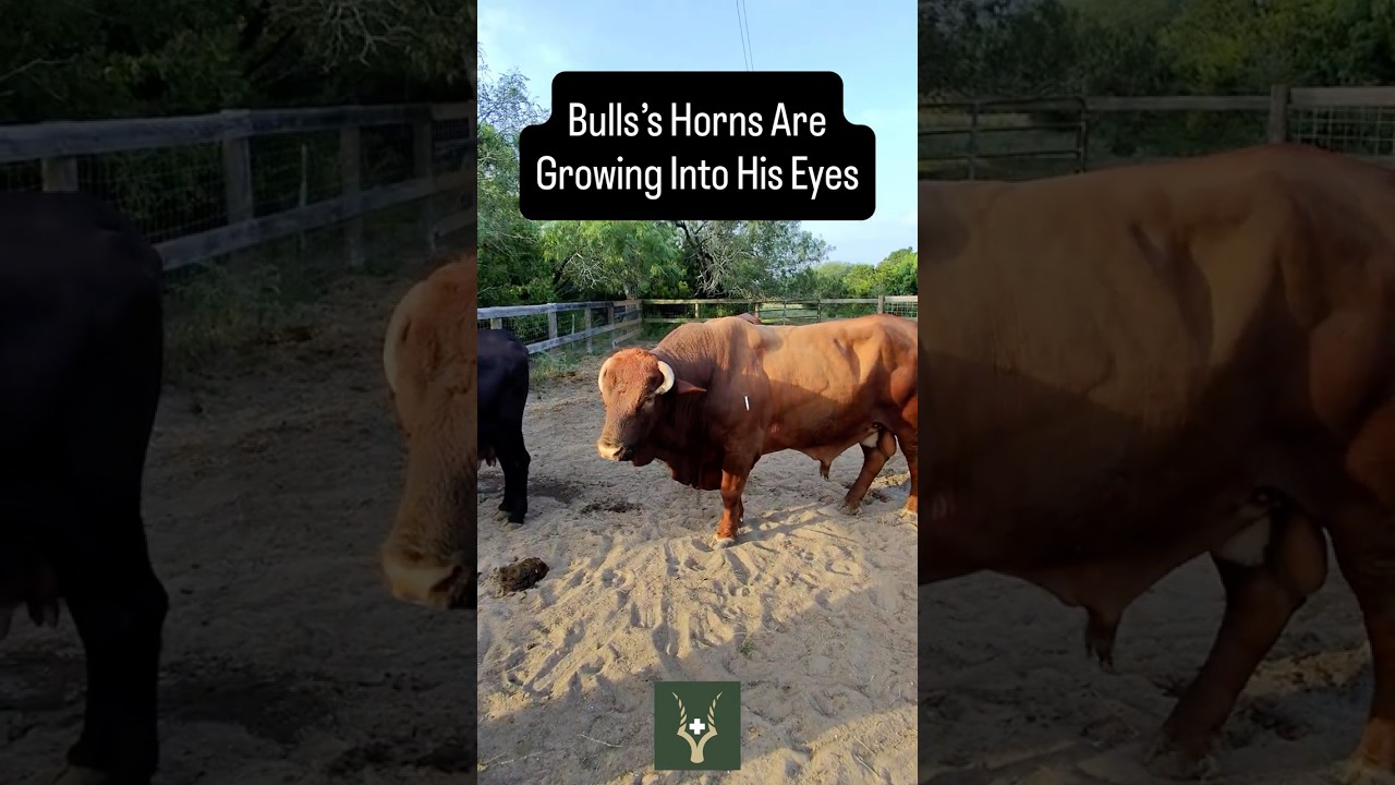 Bulls Horns Are Growing Into His Eyes.