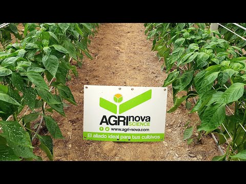 Video: Condiciones Para El Cultivo De Pimiento