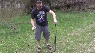 A short video of us with black racer. racers are fast and when
captured known to bite, so if you grab hold one be ready. they do
manage bite you...