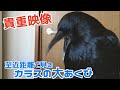 【貴重映像】カラスのあくびを間近で撮影することができました! 猫じゃらす&amp;朝青龍姐御&amp;ピルクルテルル 20200222、カラス&amp;四つ足トリオ