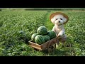 코비의 특산물 알리기 1탄 -수박편 🍉_Kobi’s Local Specialty Journey – Episode 1: Watermelon 🍉