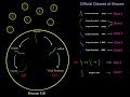 Virus Life Cycle for Different Viral Genomes (dsDNA, ssDNA, dsRNA, ssRNA, + sense, - sense) MCAT