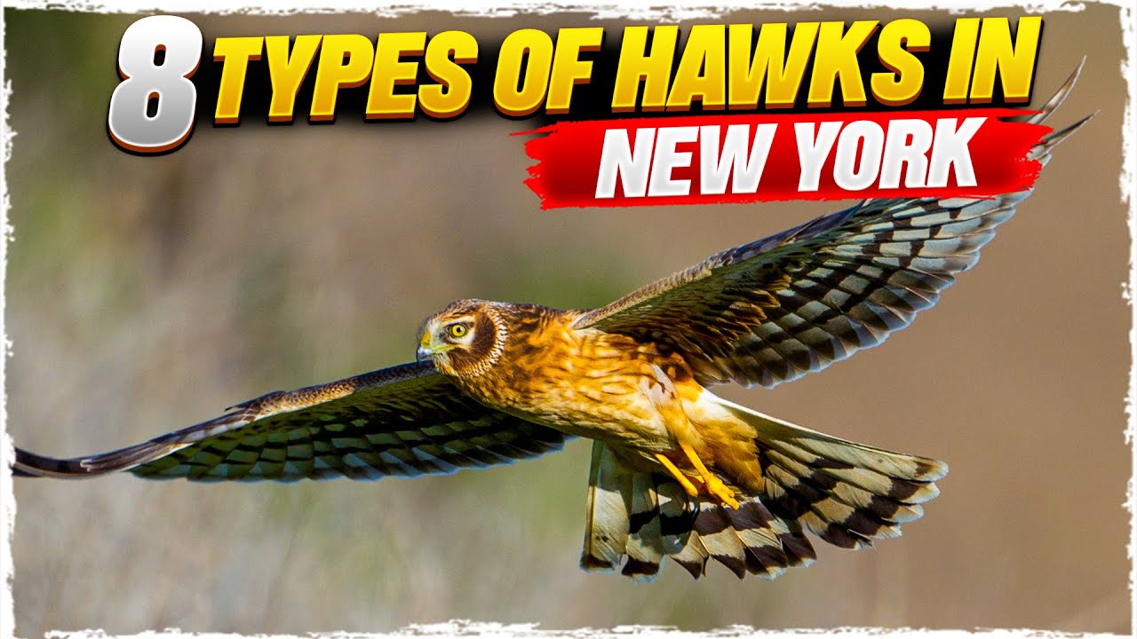 8 Types of Hawks in New York (with Pictures)