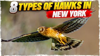 8 Types of Hawks in New York (with Pictures)