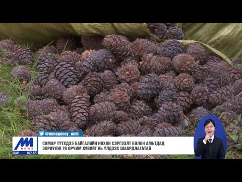 Видео: 9-р бүсийн самар мод - 9-р бүсийн цэцэрлэгт самар ургуулах