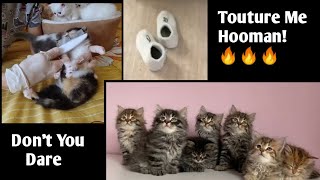 Don't you dare torture me!,🔥🔥 Hooman. Cat's Lives 😍😍 Matter Too, Cute Kittens Compilation. by INDIE VIRAL CONTENT 98 views 3 years ago 5 minutes, 25 seconds