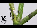 How to Keep Ants off Fruit Trees with Liquid Ant Bait ❌🐜