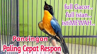 Tledekan gunung gacor full isian mewah‼️full tembakan‼️pancingan paling cepat respon