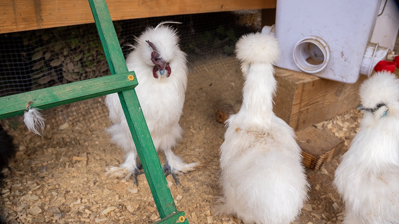 Bantam Silkie Coop Cam LIVE - Peaceful Chicken Watching