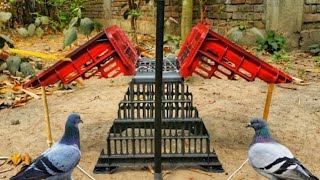 Easy Bird Trap | The Best Way To Catch Pigeon