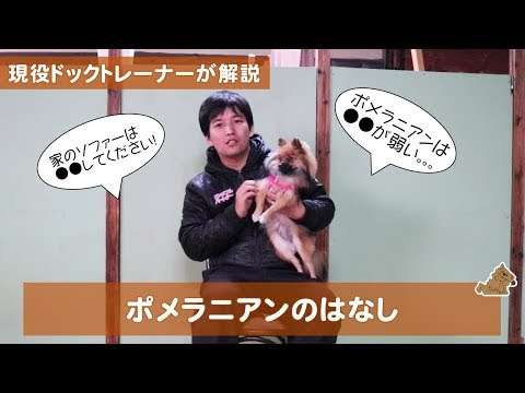 注意してください！ポメラニアンは実は●●が非常に弱いんです！！　どんな犬？飼い方？特徴は？現役ドックトレーナーの犬種紹介（Pomeranian）