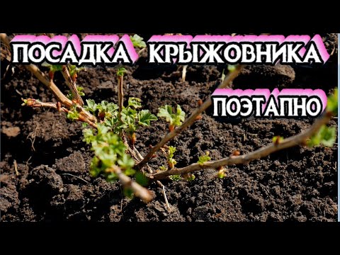 Посадка Крыжовника - Когда Лучше Сажать Крыжовник -  Весной или Осенью - Этапы посадки