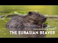 Rewilding case study  the eurasian beaver