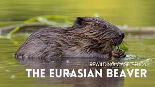 Rewilding Case Study - The Eurasian Beaver