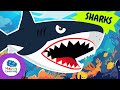 Shark Facts Quiz