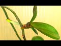 Как вырастить НОВУЮ Орхидею - Детку, на СРЕЗАННОМ Цветоносе? Размножение Орхидеи фаленопсис. Просто.