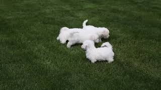 Bichon Frise Puppies For Sale