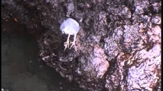 видео: Светът и всичко в него със СИМЕОН ИДАКИЕВ (10.03.2013г. 2-ра част) картинка: Светът и всичко в него със СИМЕОН ИДАКИЕВ (10.03.2013г. 2-ра част)