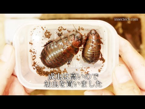 オーストラリア産　モグラゴキブリ　67mm オーストラリア産 モグラゴキブリ 67mm オーストラリア産 モグラ