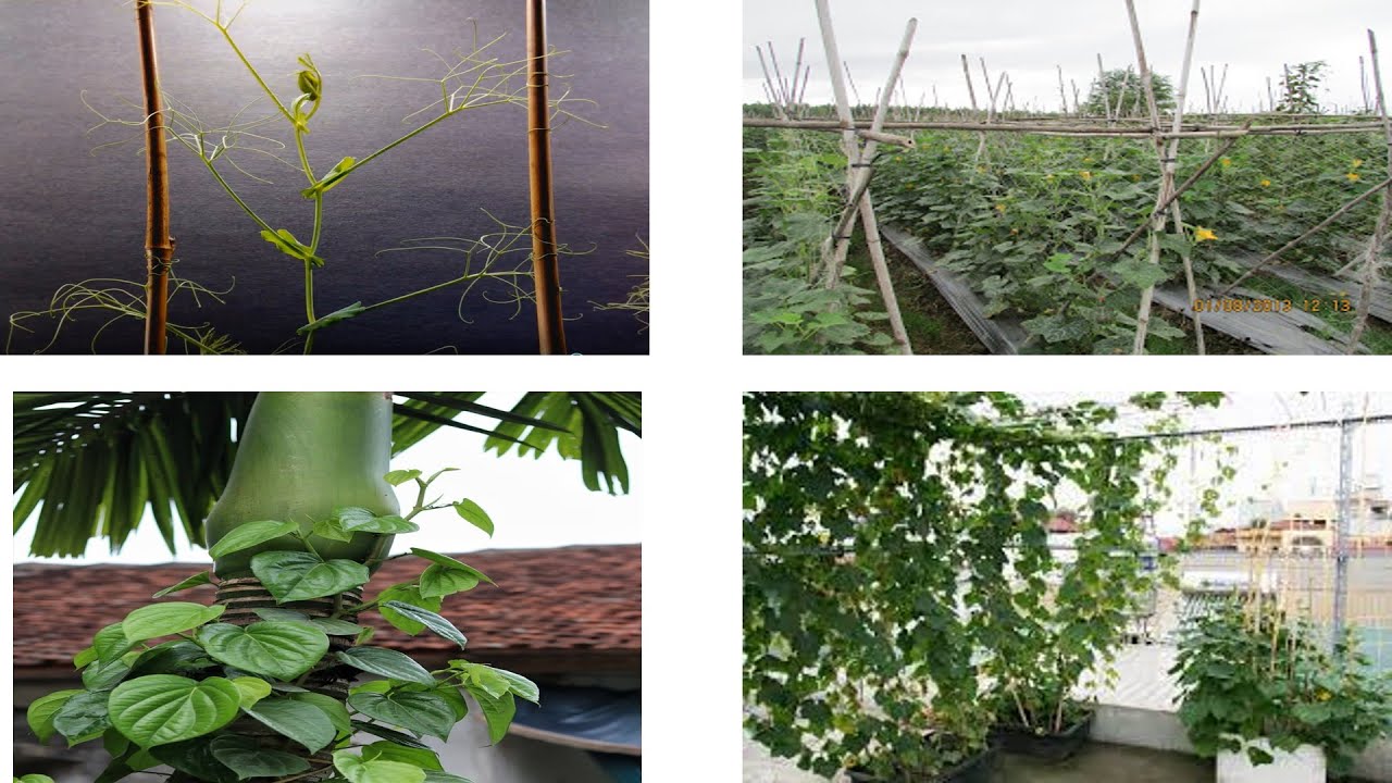 TÍNH HƯỚNG TIẾP XÚC