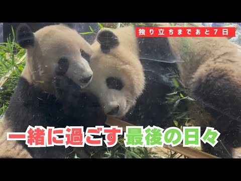 4/9 シャオシャオとレイレイ】お別れまであと7日。本気のわちゃわちゃ