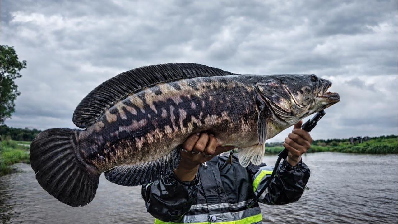 PANEN STRIKE TOMAN‼️CASTING IKAN TOMAN