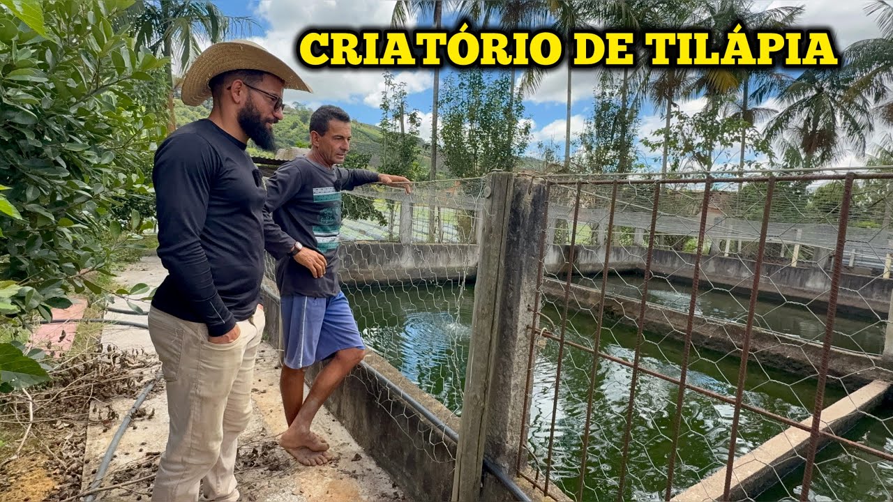 VEJA O CRIATÓRIO DE TILÁPIA: ELE REVELOU TUDO!